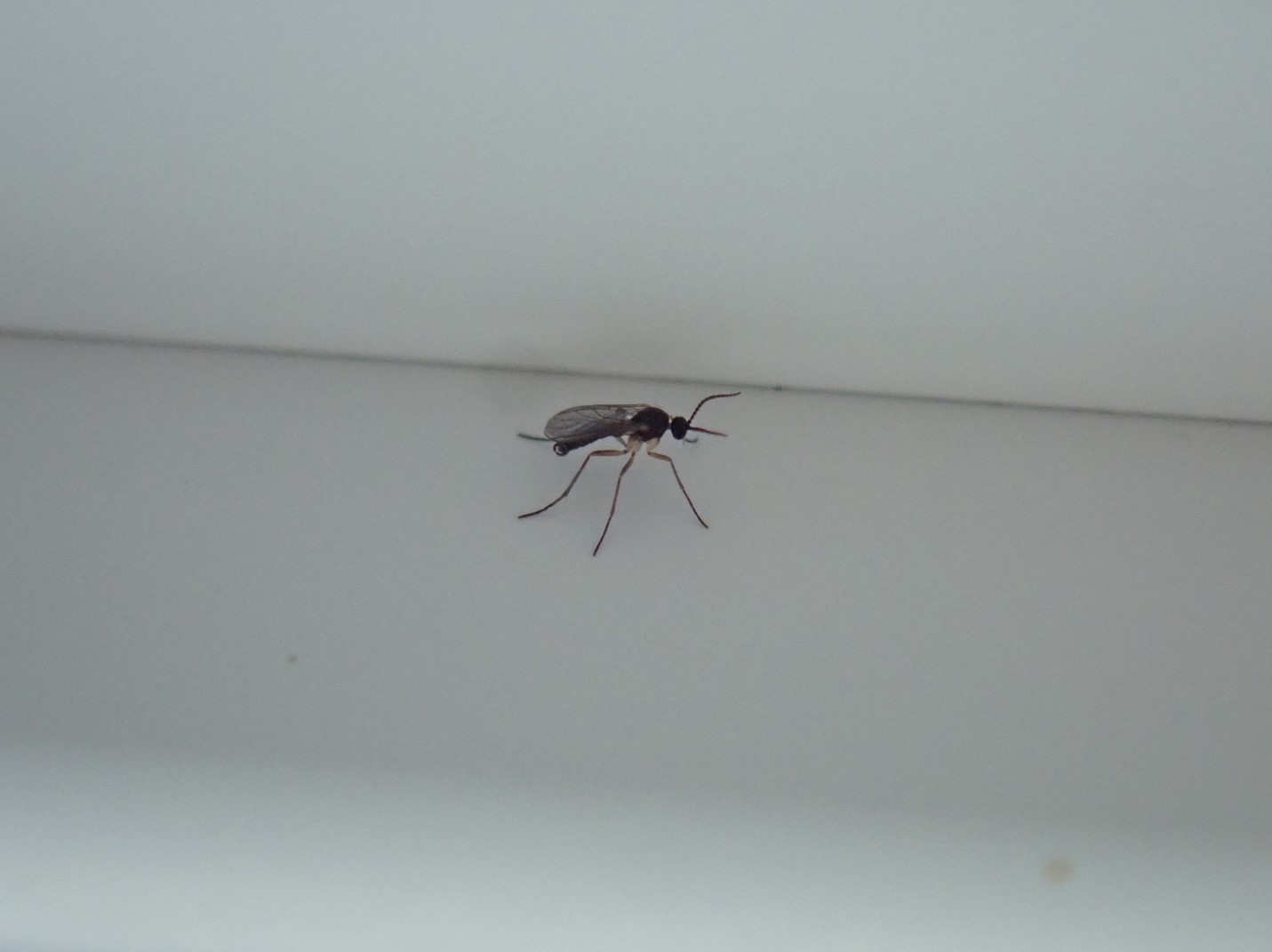 fungus_gnat_original.jpg