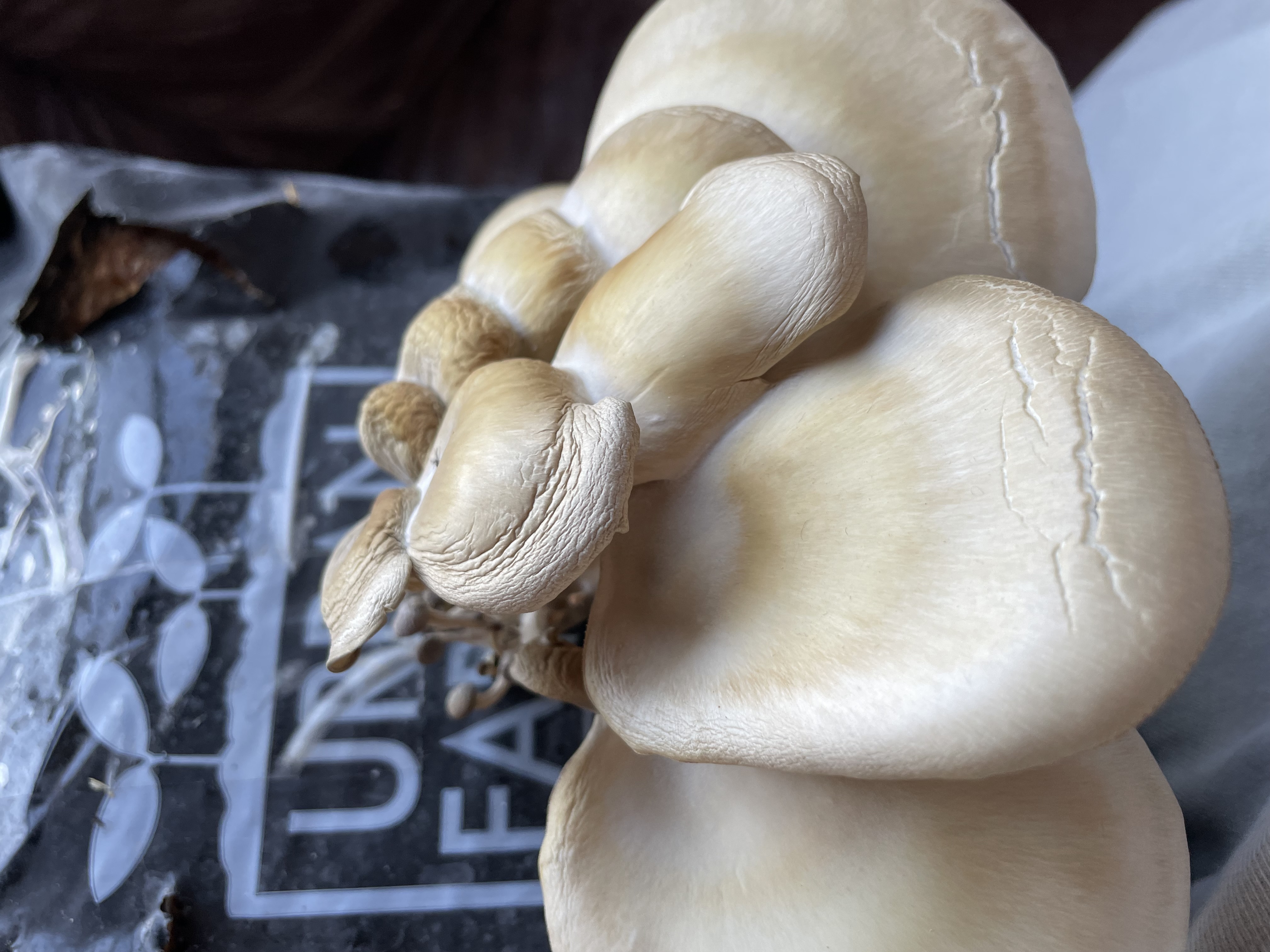 Dried caps.jpg