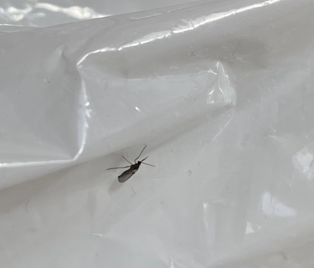 Fungus Gnat.jpg