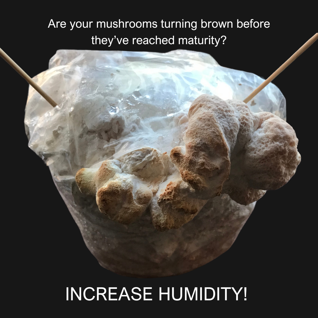 Are your mushrooms turning brown before they’ve reached maturity.png